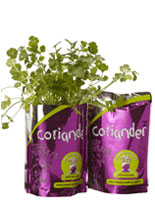 herb-growing-kit-coriander